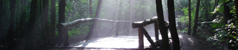 Bruecke im Wald